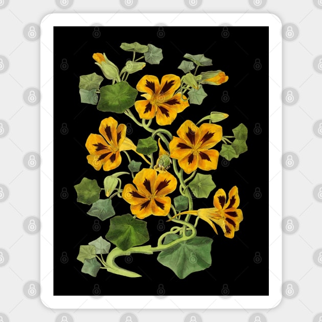 Nasturtium Flower Vintage Botanical Illustration Magnet by Biophilia